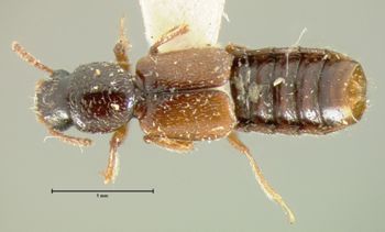Media type: image;   Entomology 6535 Aspect: habitus dorsal view